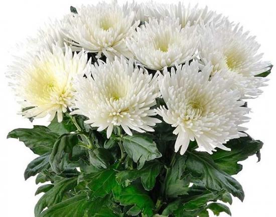 Хризантема черенок Anastasia White (белая)