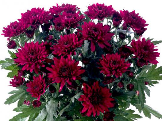 Хризантема черенок Milwaukee(фіолетова)