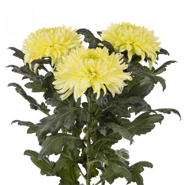 Хризантема черенок Magnum