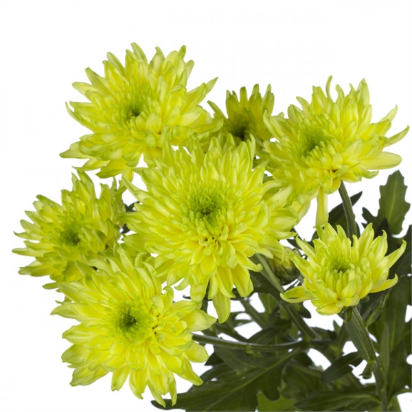 Хризантема черенок Zembla Brazil (зелено-желтая)