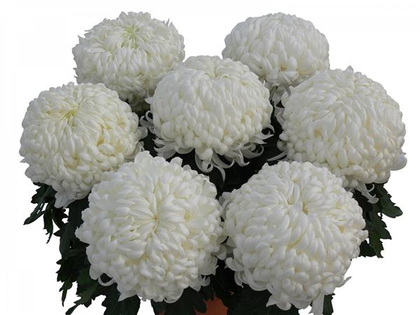 Хризантема черенок Lovelys белая)