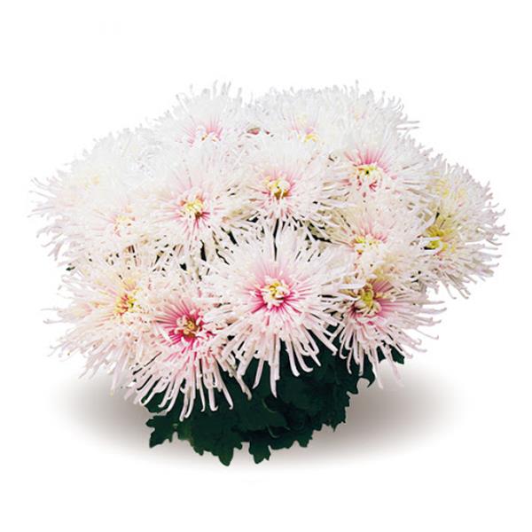 Хризантема черенок Chusan blanc