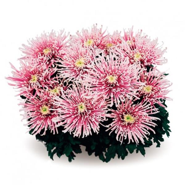 Хризантема черенок Chusan pink (розовая)