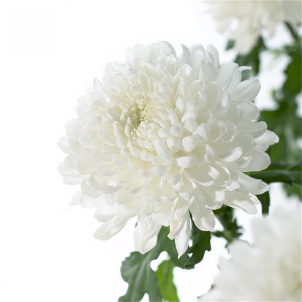 Хризантема черенок Chita (белая)