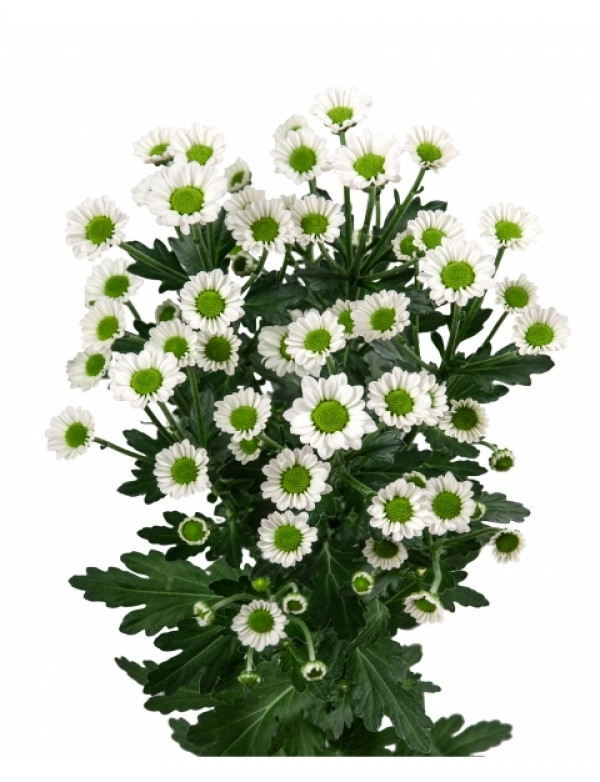 Хризантема Madiba Lindi (біла)