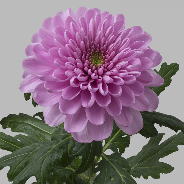 Хризантема черенок Ksenia (розовая)