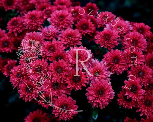 Хризантема черенокCamina (красная)