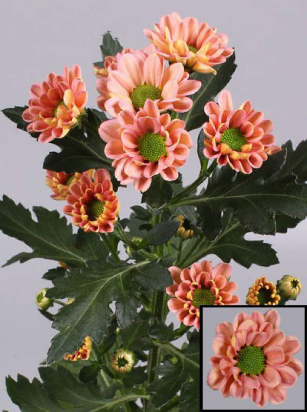 Хризантема черенок Rossi Smokey (лососевый)