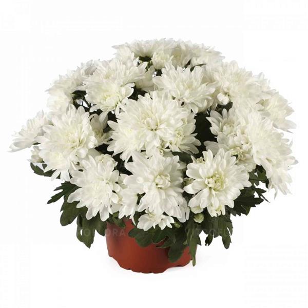 Хризантема черенок Mount Gerlach white (белая)