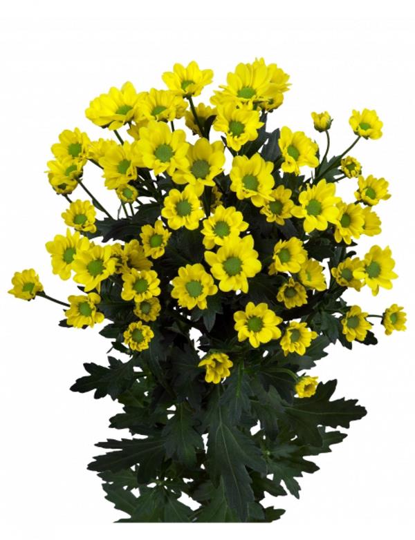 Хризантема черенок Madiba ringa (желтая)