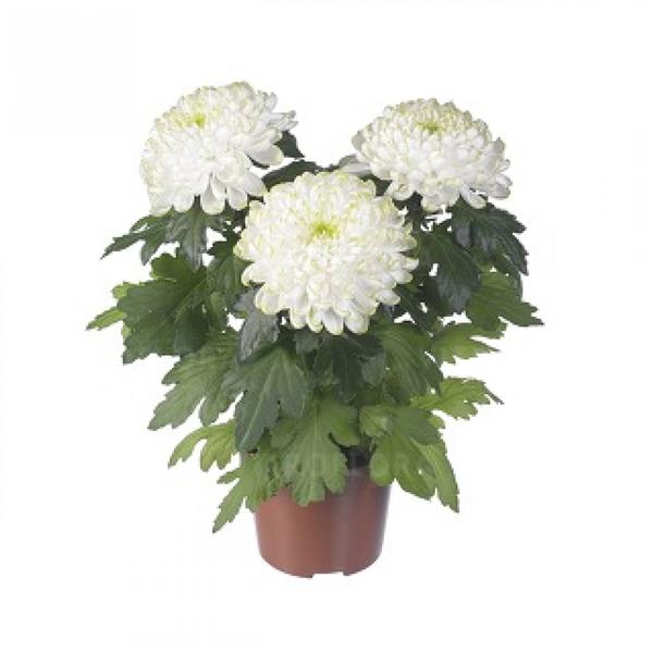 Хризантема черенок Cosmo (кремовый)