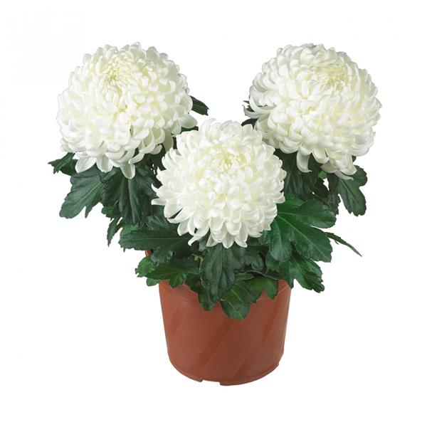 Хризантема черенок Cosmo White (белый)