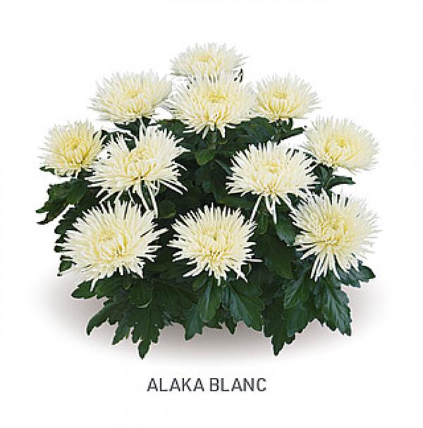 Хризантема черенок Alaka (белый)
