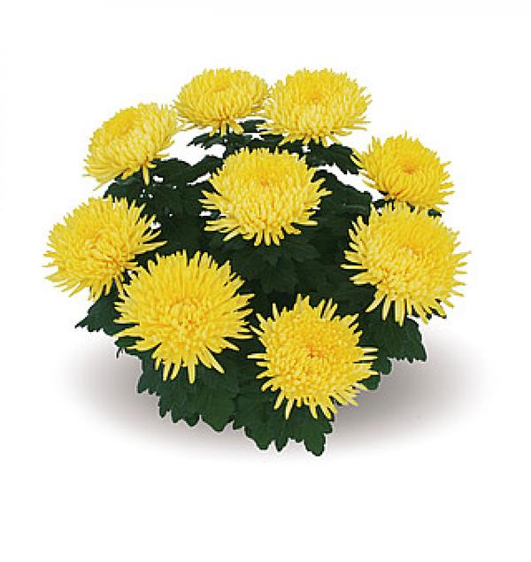 Хризантема черенок Alaka (желтый)