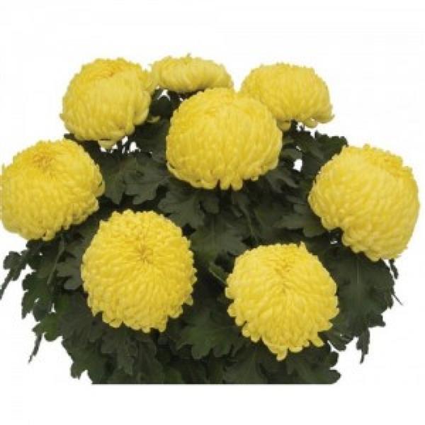 Хризантема Royals (желтая)