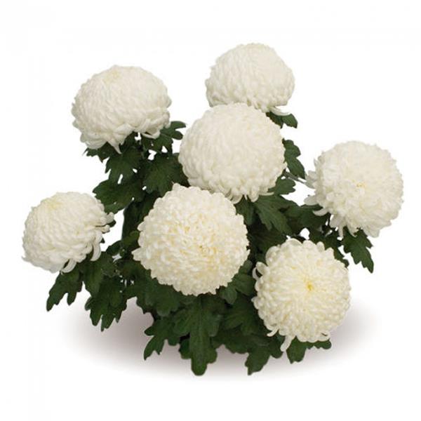 Хризантема черенок Royals (белый)