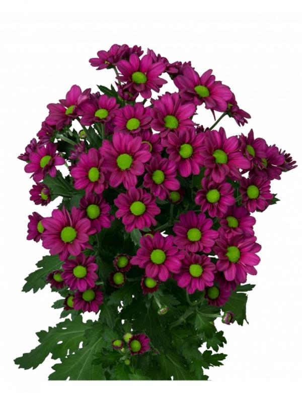 Хризантема черенок Madiba jombe (фиолетовая)