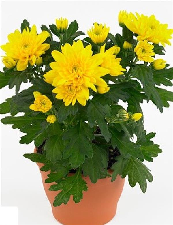 Хризантема черенок Mount Carmel (желтый)