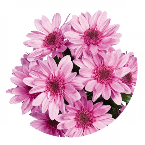 Хризантема саженец Amaze Pink (розовая)