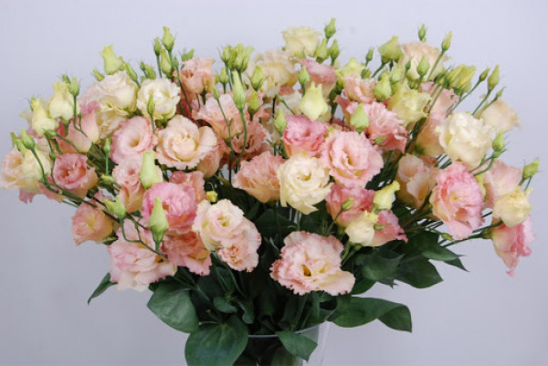 Еустома саджанець Alissa 2 Champagne  (шампань)