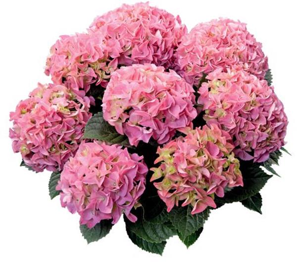 Гортензия крупнолистная Early Pink (розовая), 1-х летняя рассада