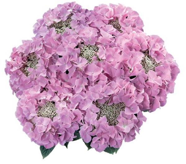 Гортензия крупнолистная Frisbee Pink (розовая), 1-х летняя рассада