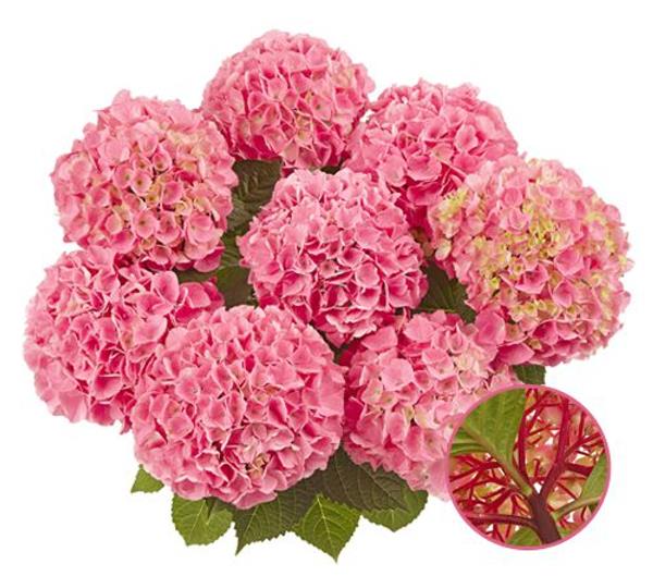 Гортензия крупнолистная Saxon Style Pink (розовая), 1-х летняя рассада