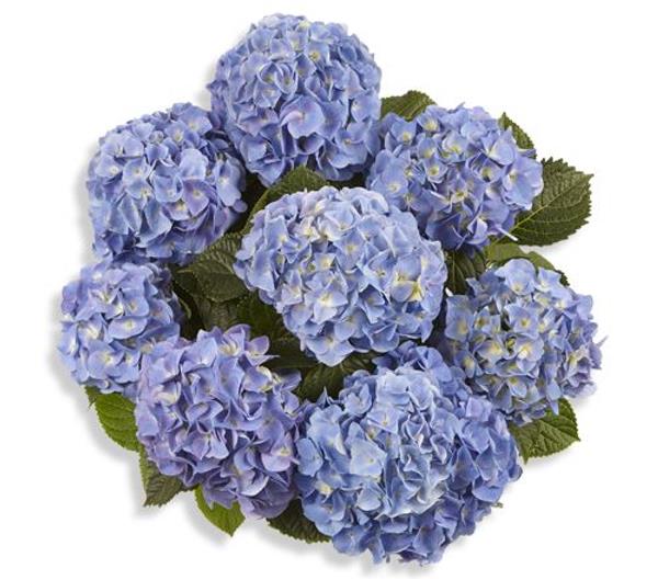 Гортензия крупнолистная Marine (синяя), 1-х летняя рассада