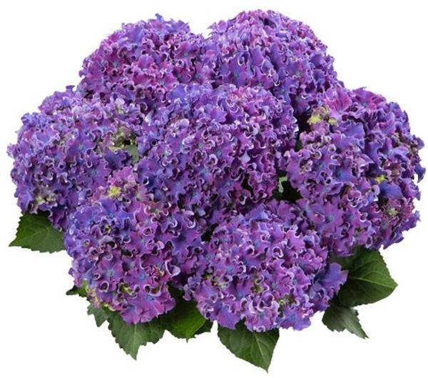 Гортензия крупнолистная Curly Sparkle Blue Purple (фиолетовая), 1-х летняя рассада