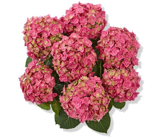 Гортензия крупнолистная Double Pink (розовая), 1-х летняя рассада