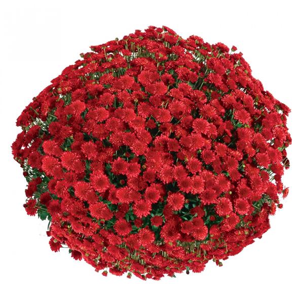 Хризантема саджанець Світанок Seaside Red надрання (цвітіння в серпні) червона