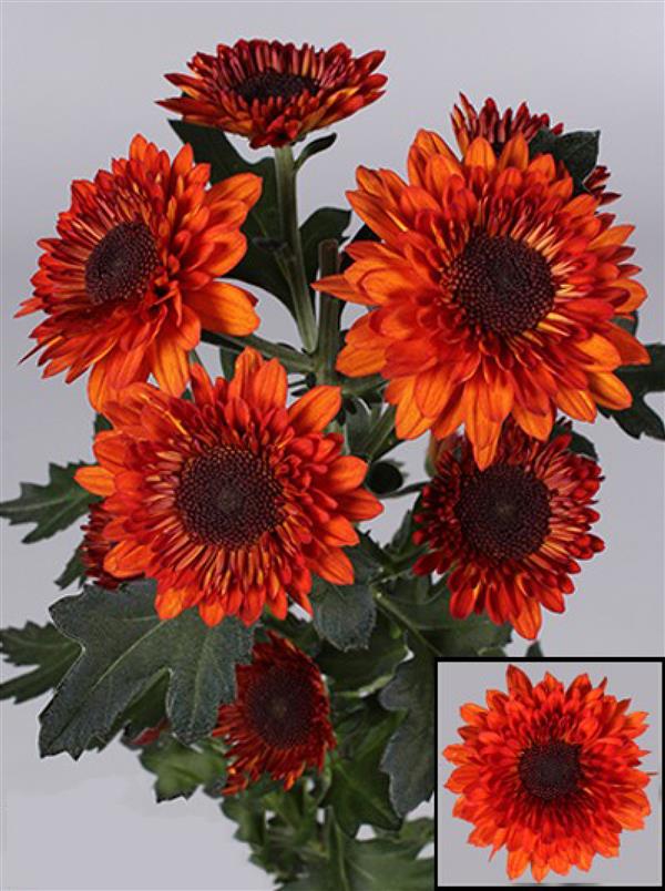 Хризантема черенок Summer Flame