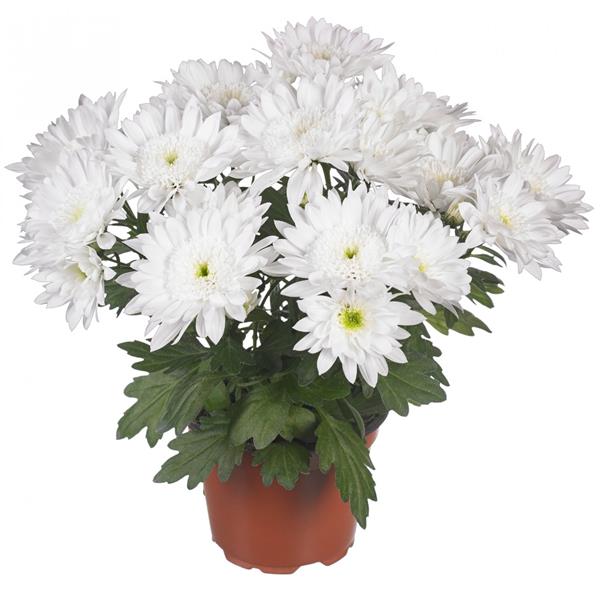 Хризантема анемоновидная саженец Splash Pure White (белый)