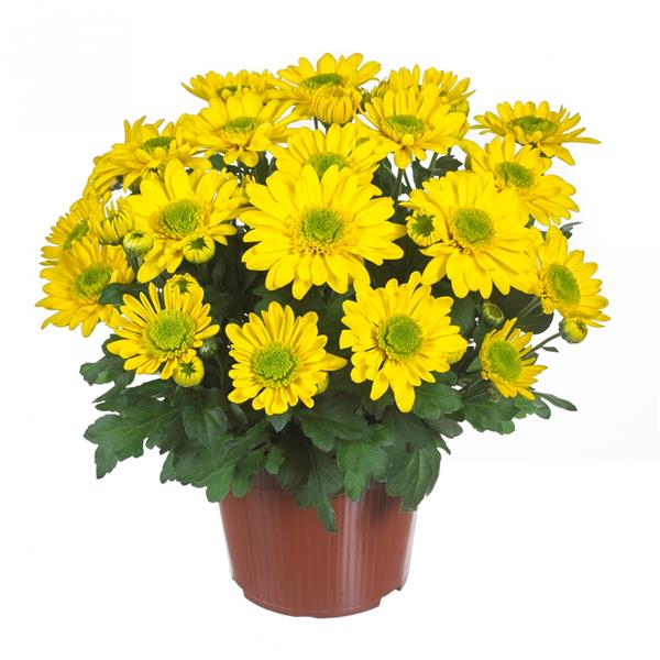 Хризантема Splash Happiness (желтый), саженец