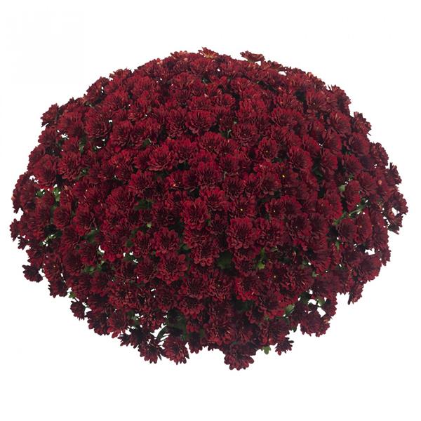 Хризантема черенок Meridian Power Red (темно-красная)