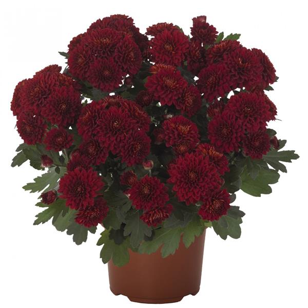 Хризантема черенок Chrystal Ruby (темно-красная)