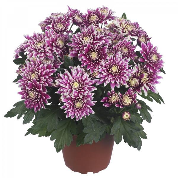 Хризантема черенок Chrystal Surprise