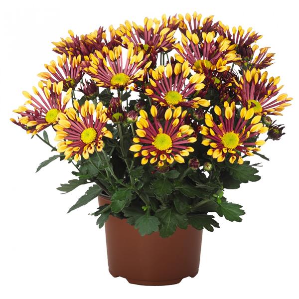 Хризантема черенок Splash Energy (красно-желтая)