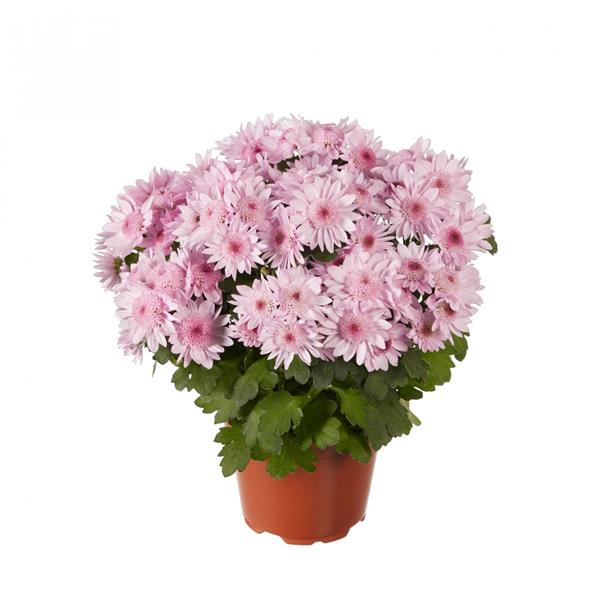 Хризантема черенок Splash Sweet Dark (розовая)