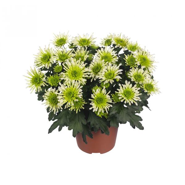 Хризантема черенок Splash Minty (бело-зеленая)