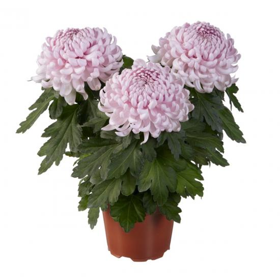 Хризантема черенок Cosmo Pink (светло-розовая)