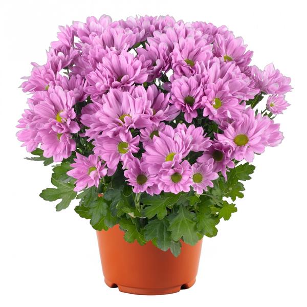 Хризантема черенок Breeze Rosy (розовая)