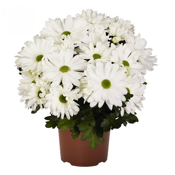 Хризантема черенок Breeze Oxygen (белая)