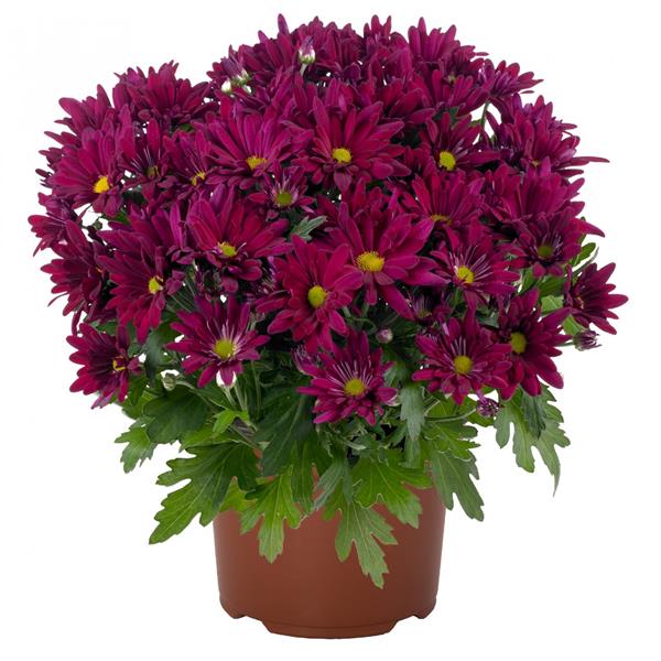 Хризантема черенок  Breeze Purple (фиолетовая)