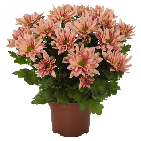 Хризантема черенок Breeze Pink Flamingo (розовая)