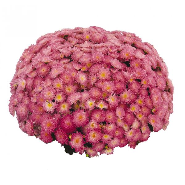 Хризантема черенок Ditto Pink суперранняя (светло-розовая)