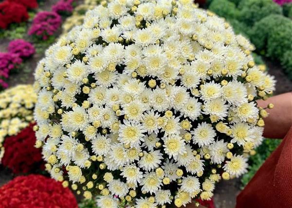 Хризантема черенок Sunbeam Bliss White раняя (белая)