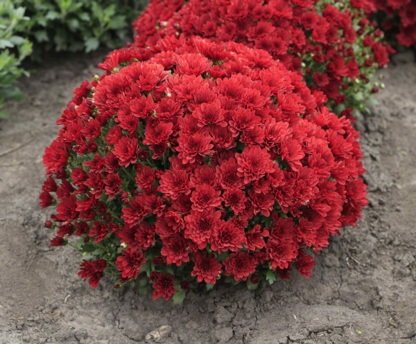 Хризантема черенок Sunbeam Cheer Red раняя (красная)