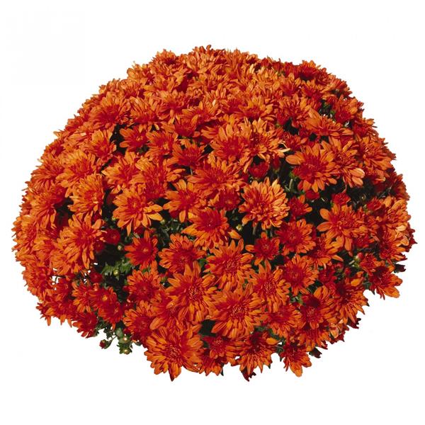 Хризантема черенок Sunbeam Goal Orange раняя (оранжевая)