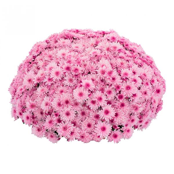 Хризантема черенок Sunbeam Lively Pink Bicolor раняя (розовая)